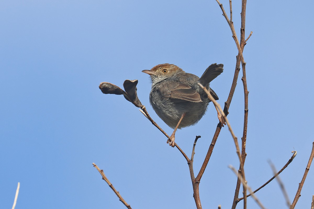 Cisticole à couronne rousse - ML608361045