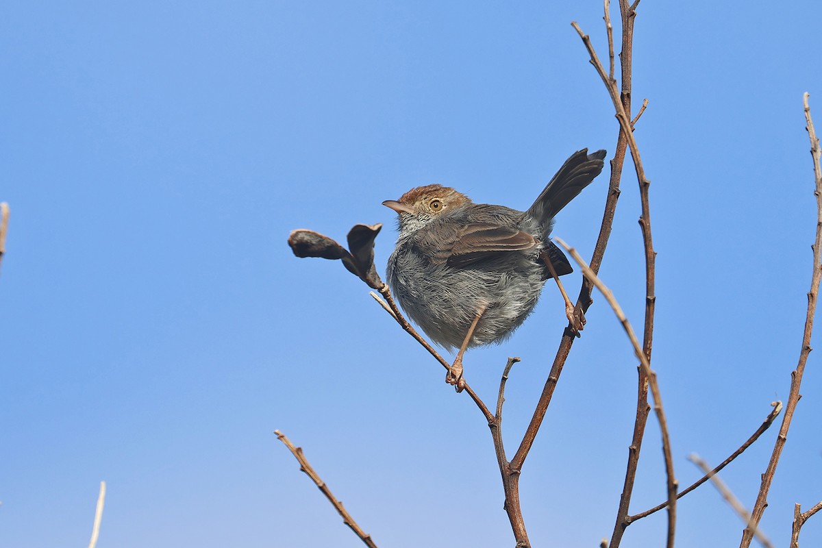 Cisticole à couronne rousse - ML608361046