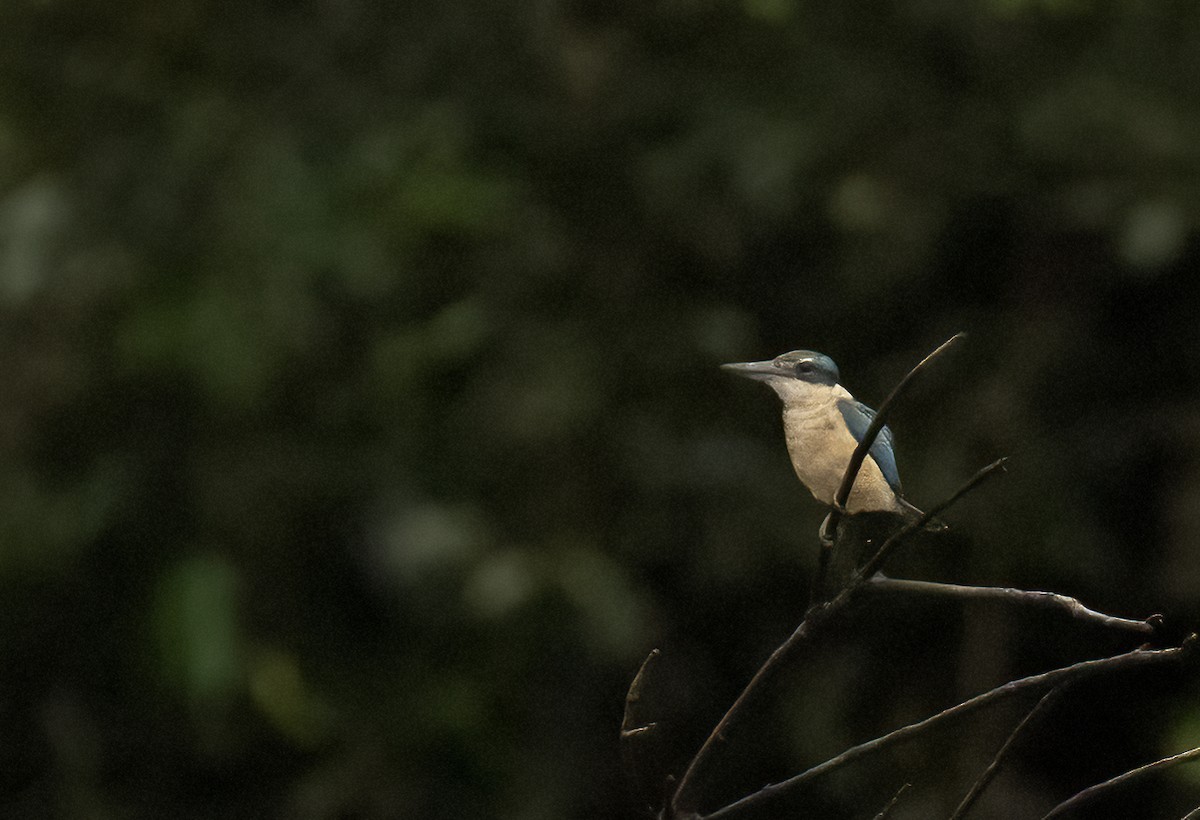 Sacred Kingfisher - ML608361047