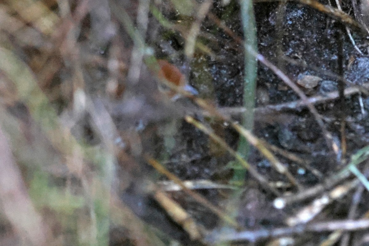 Râle affin - ML608361050