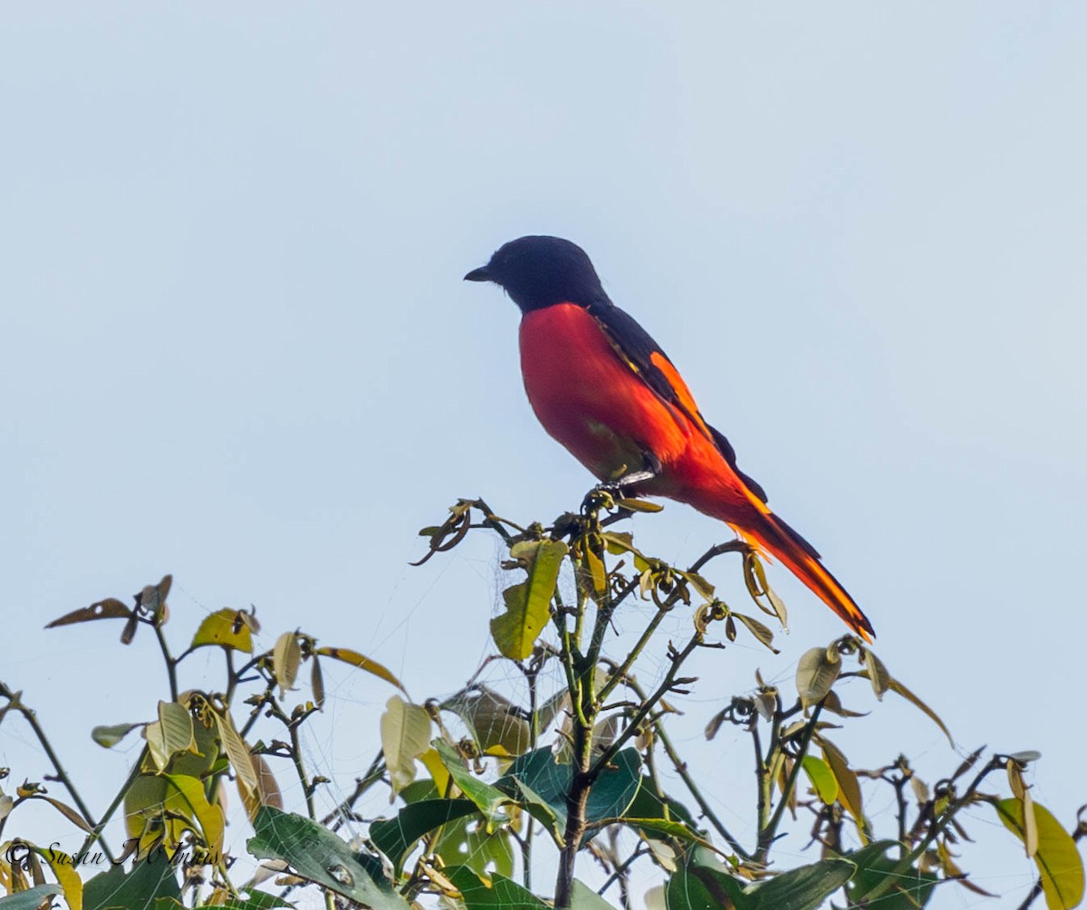 Fiery Minivet - ML608361079