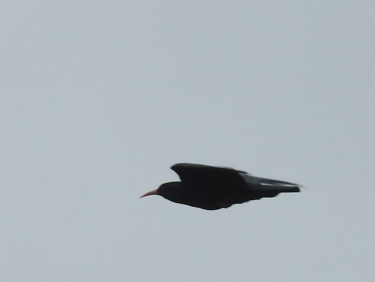 Red-billed Chough - ML608361095