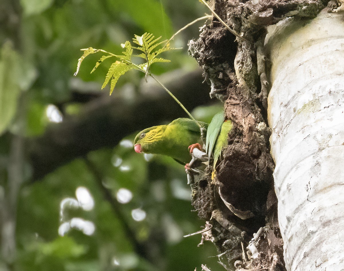 Red-flanked Lorikeet - ML608361138