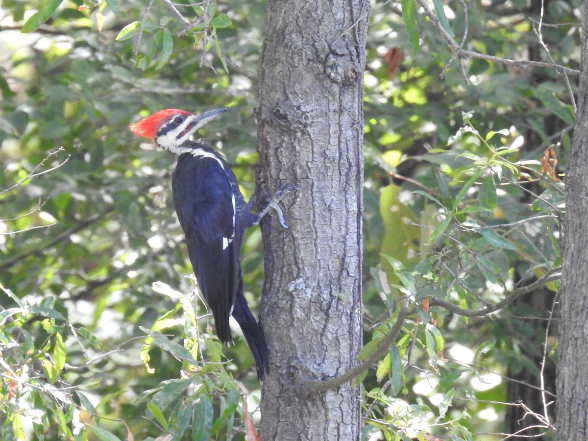 Pileated Woodpecker - ML608361152