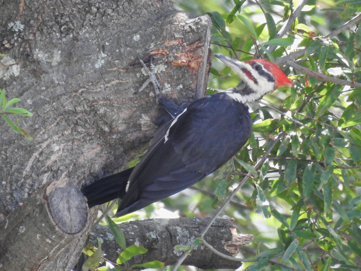 Pileated Woodpecker - ML608361153