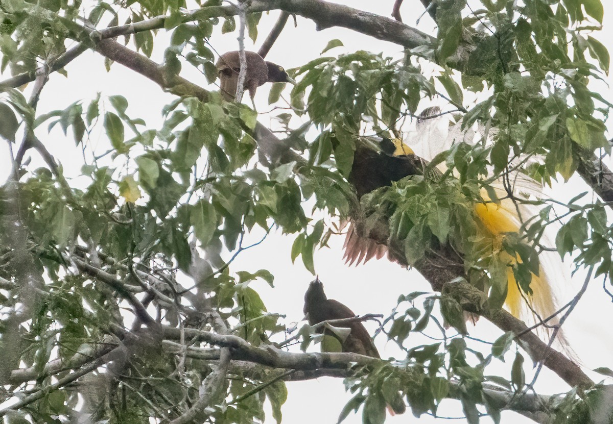 Greater Bird-of-Paradise - ML608361162