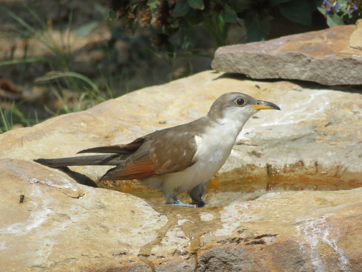 Yellow-billed Cuckoo - ML608361201