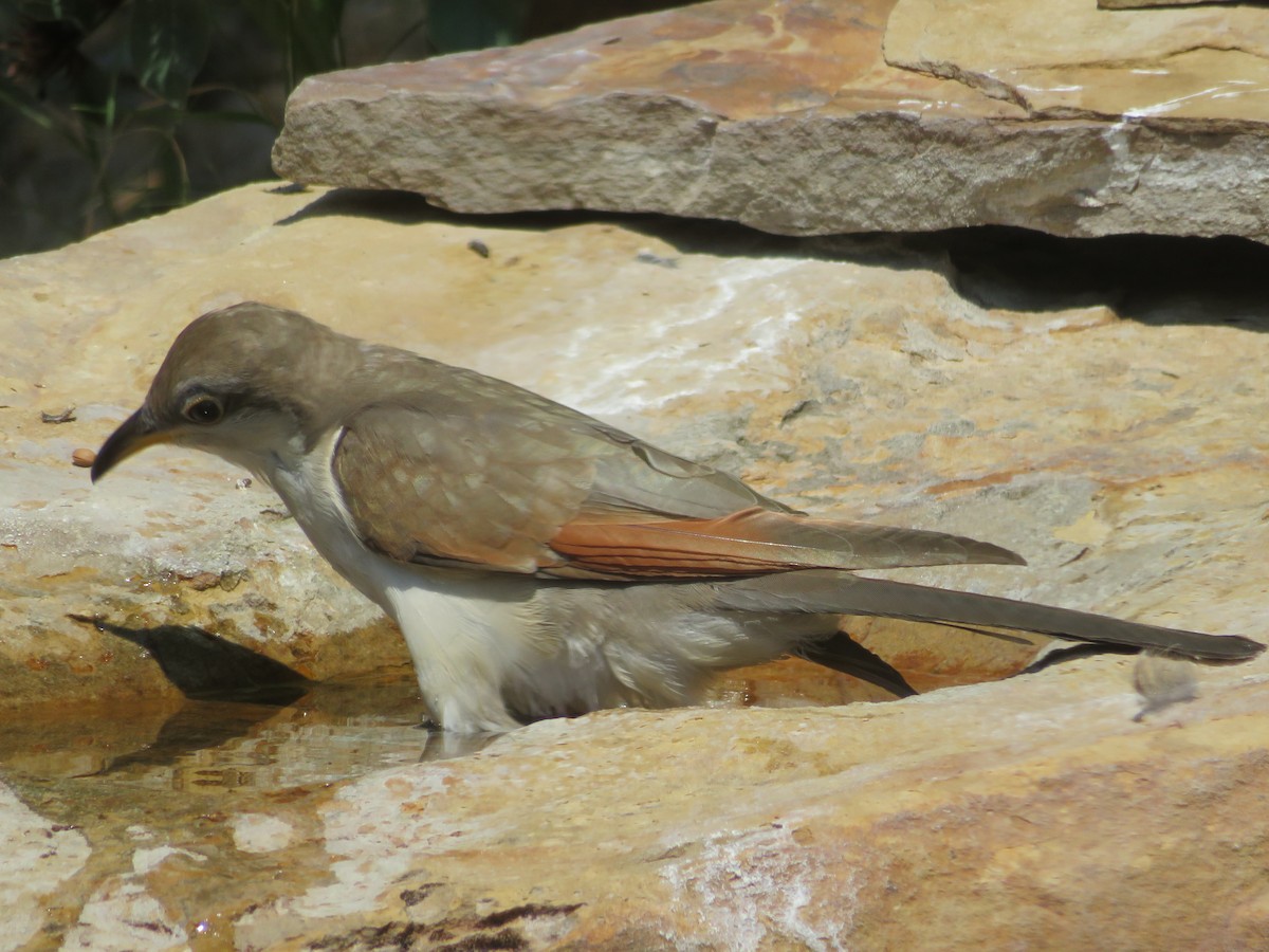 Yellow-billed Cuckoo - ML608361202