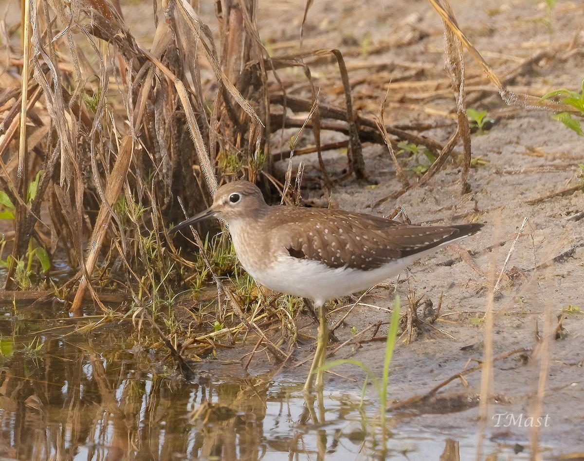 Einsiedelwasserläufer - ML608361213