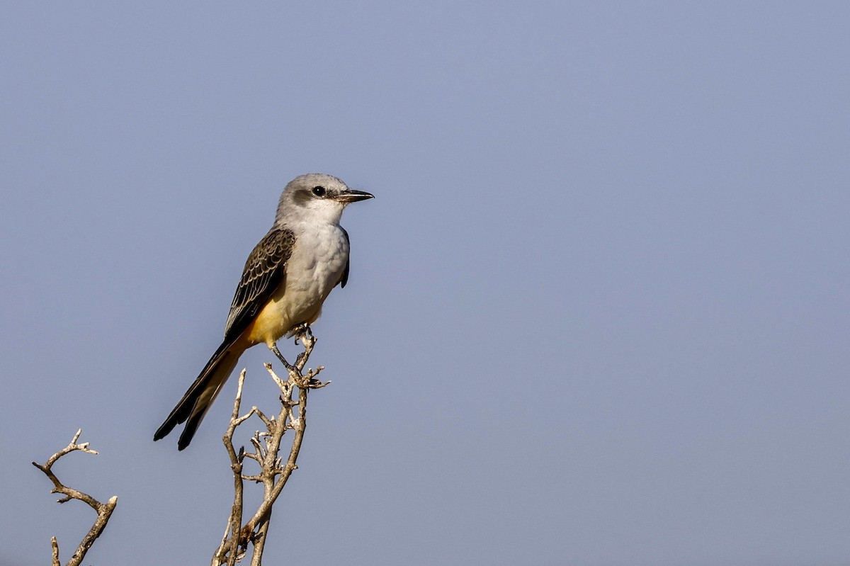 Scissor-tailed Flycatcher - Parker Marsh