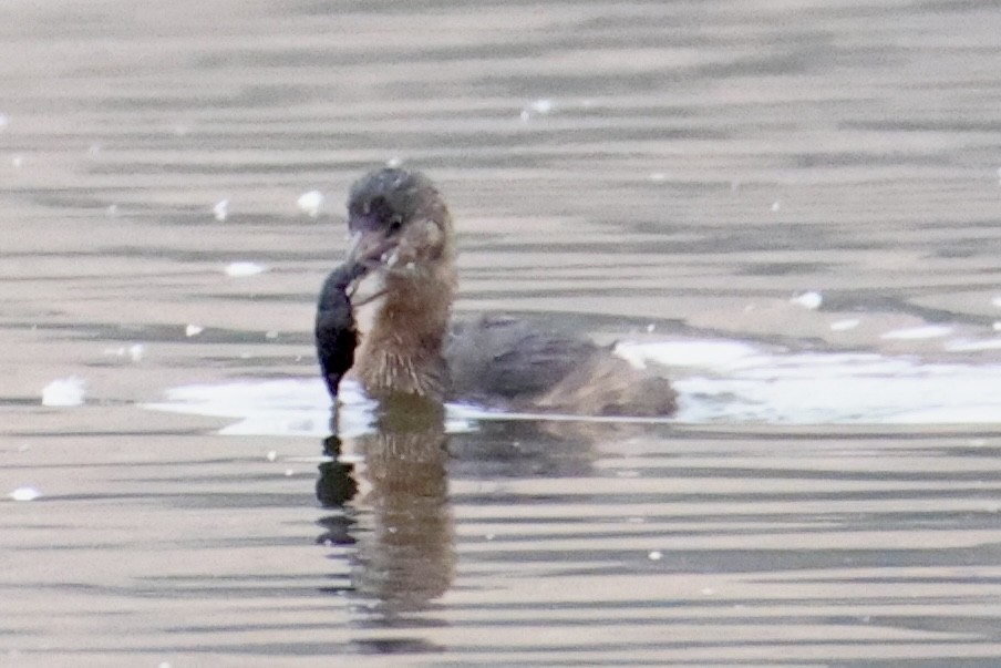 Pied-billed Grebe - ML608361271