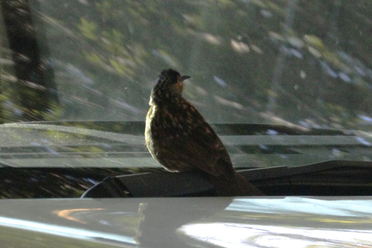 Macleay's Honeyeater - ML608361300