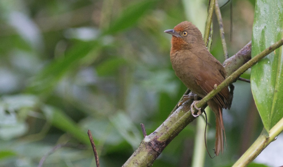 Orange-eyed Thornbird - Projeto  Dacnis