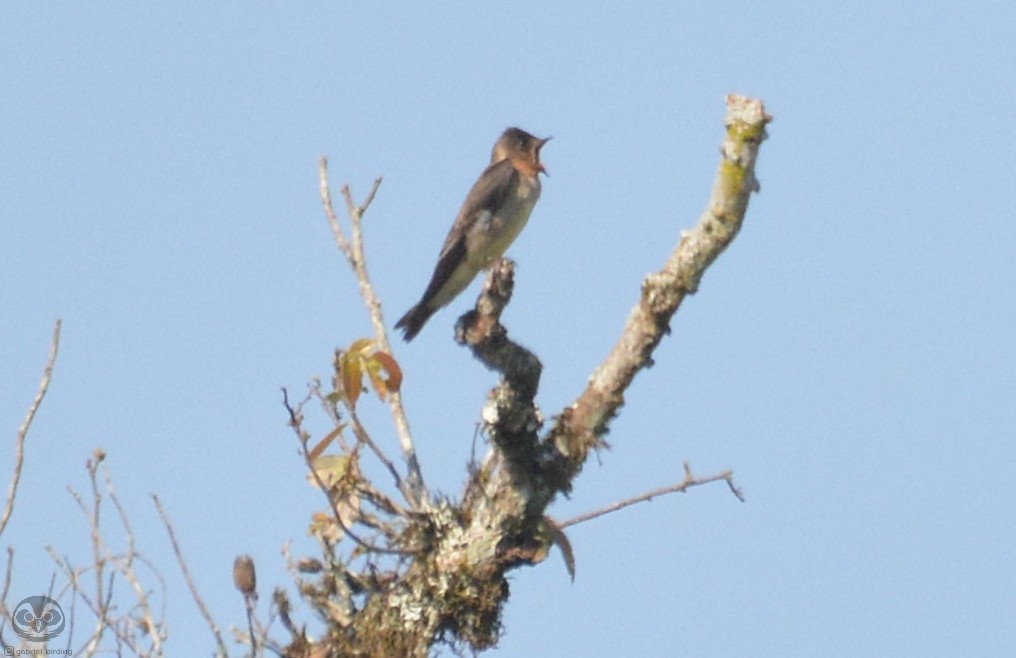 Hirondelle à gorge rousse - ML608361498