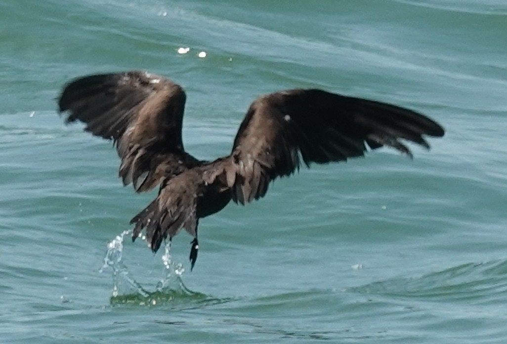 Brown Noddy - ML608361528