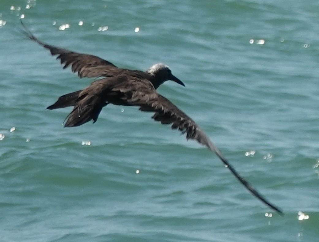 Brown Noddy - ML608361547
