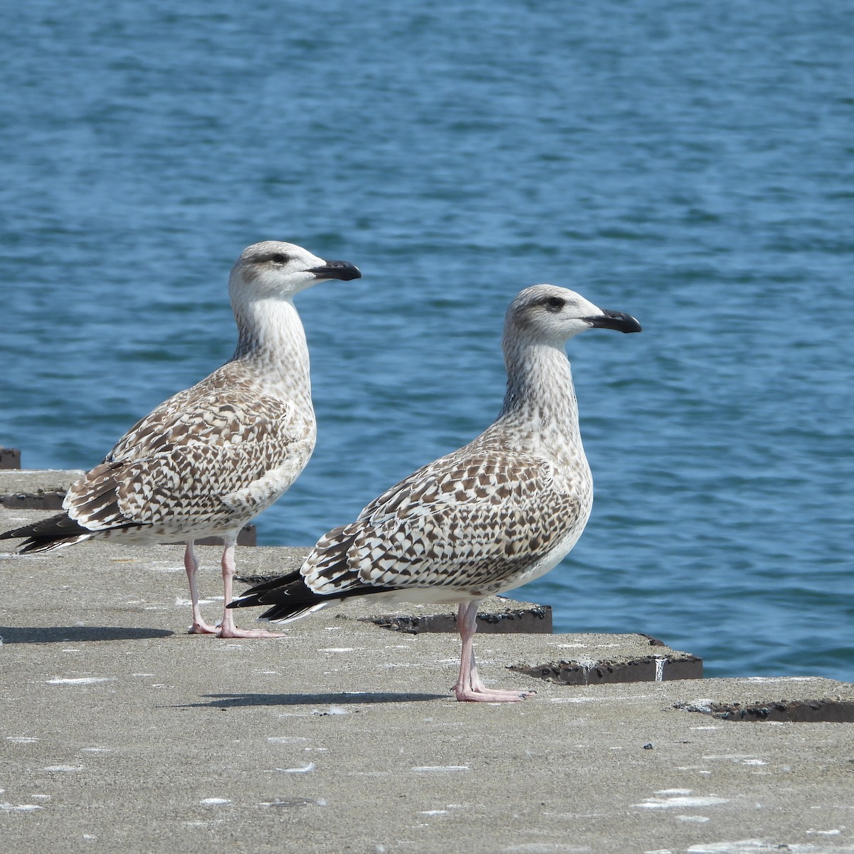 Great Black-backed Gull - ML608361795