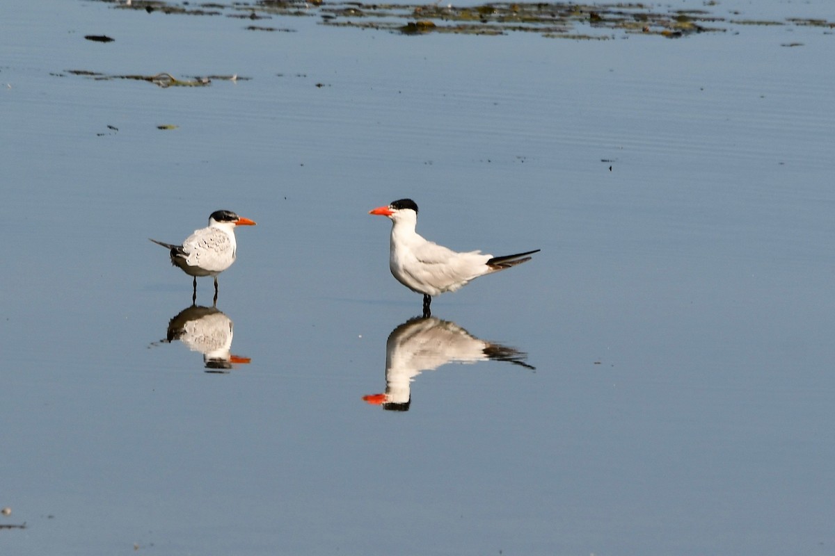 Caspian Tern - Bob Baker