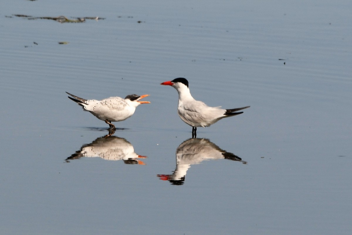 Caspian Tern - Bob Baker