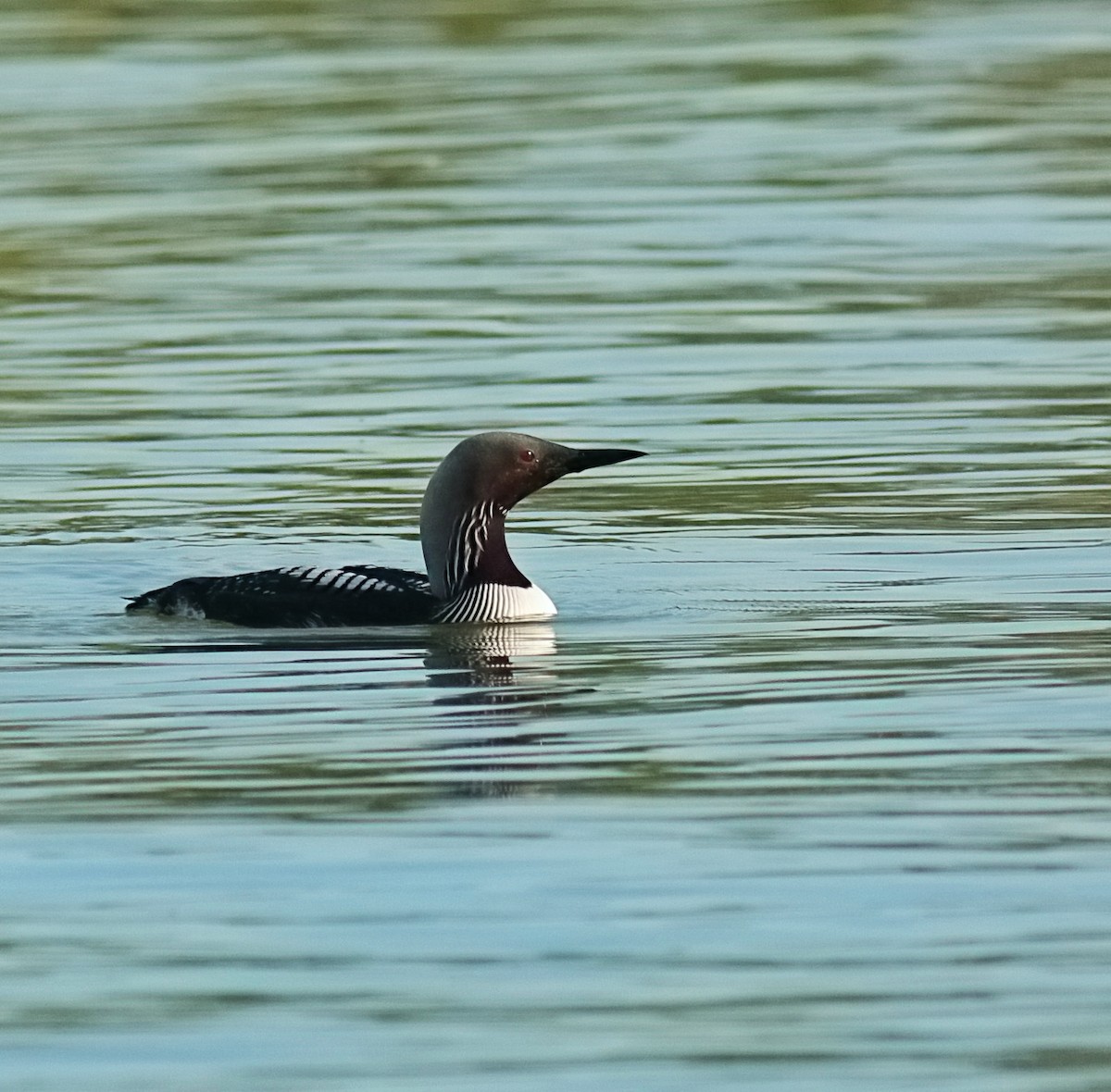 Plongeon du Pacifique - ML60836181