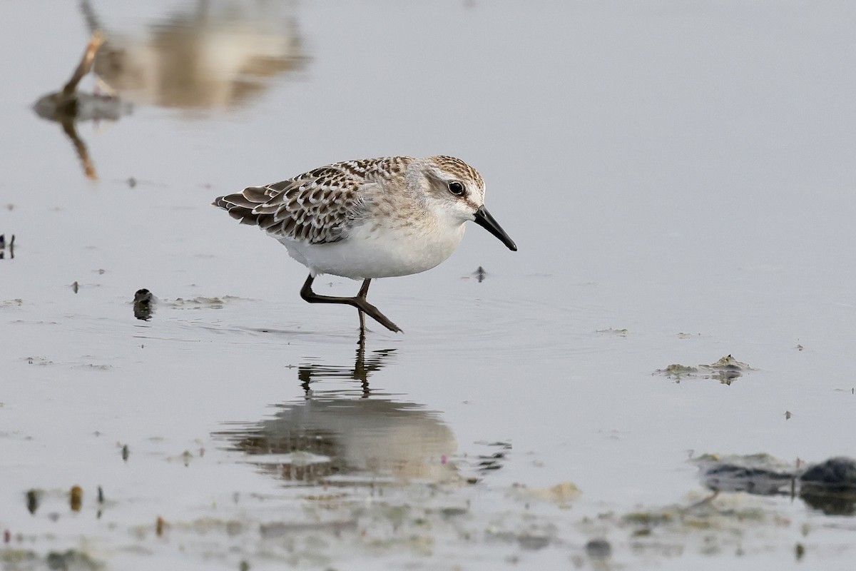 Semipalmated Sandpiper - Trevor Churchill