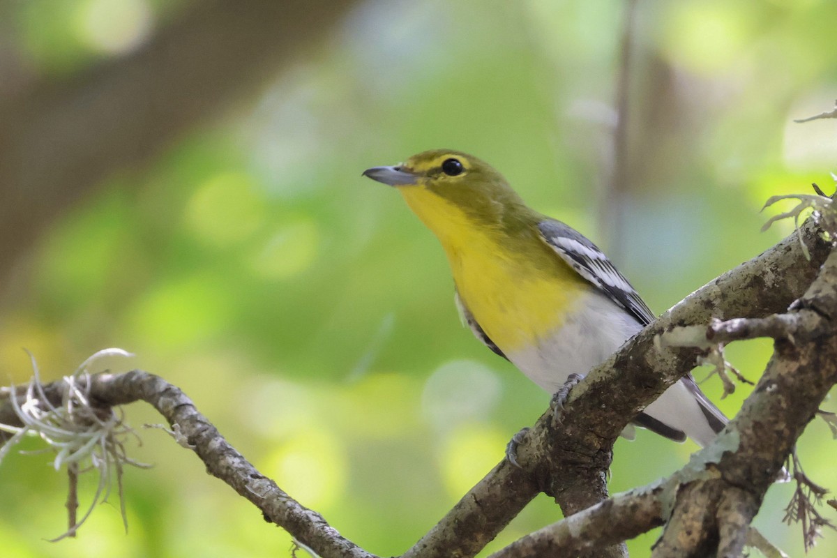 Yellow-throated Vireo - ML608361891