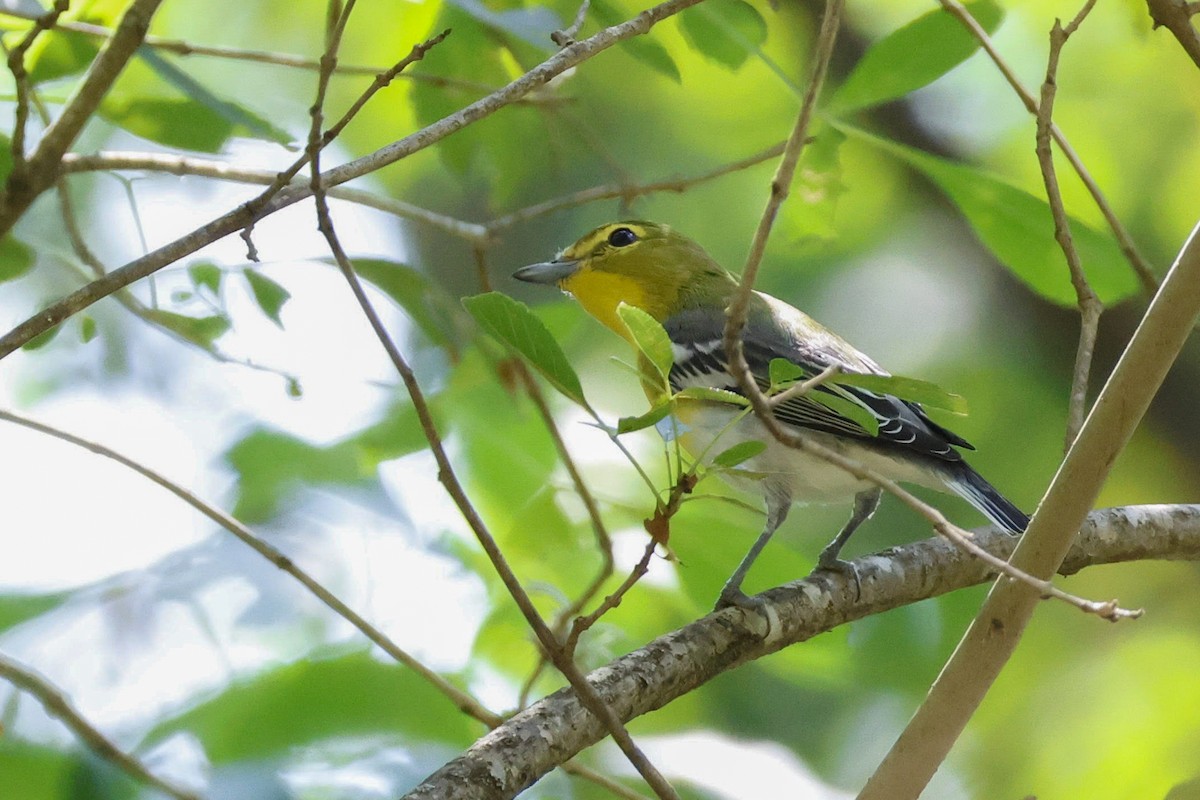 Yellow-throated Vireo - ML608361905