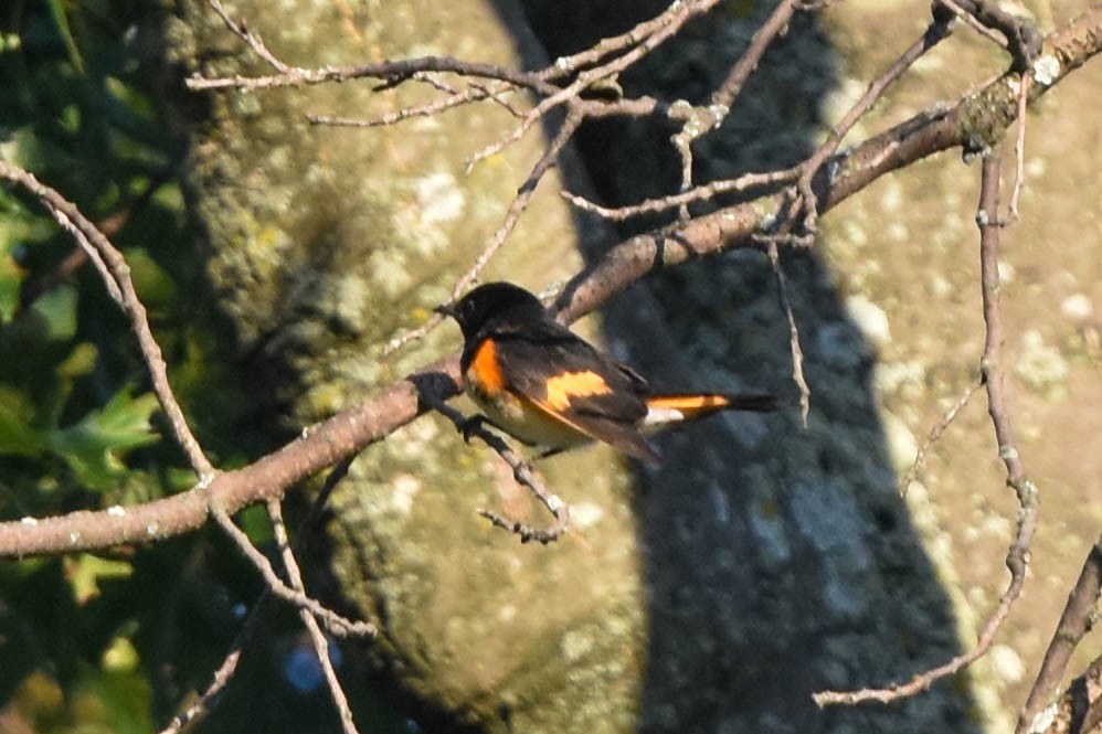 American Redstart - ML608361962
