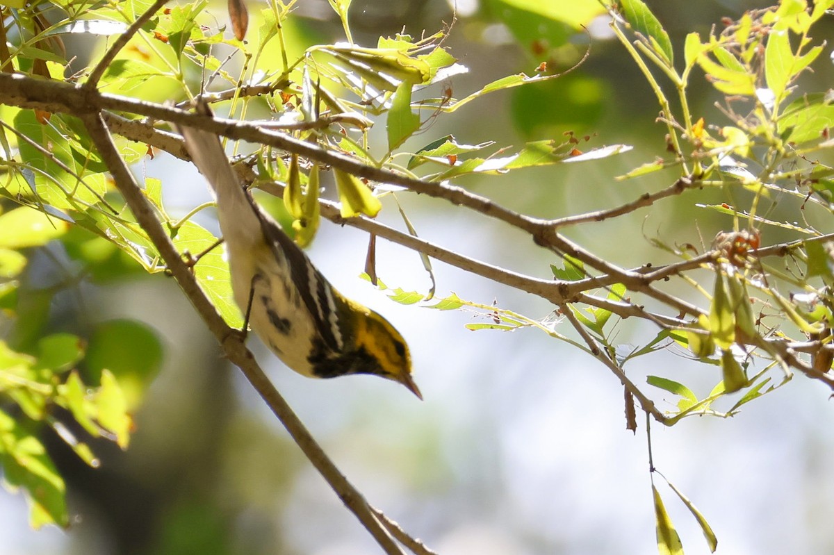 Black-throated Green Warbler - ML608361987