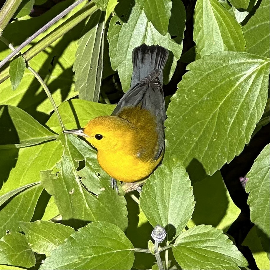 Prothonotary Warbler - ML608362016