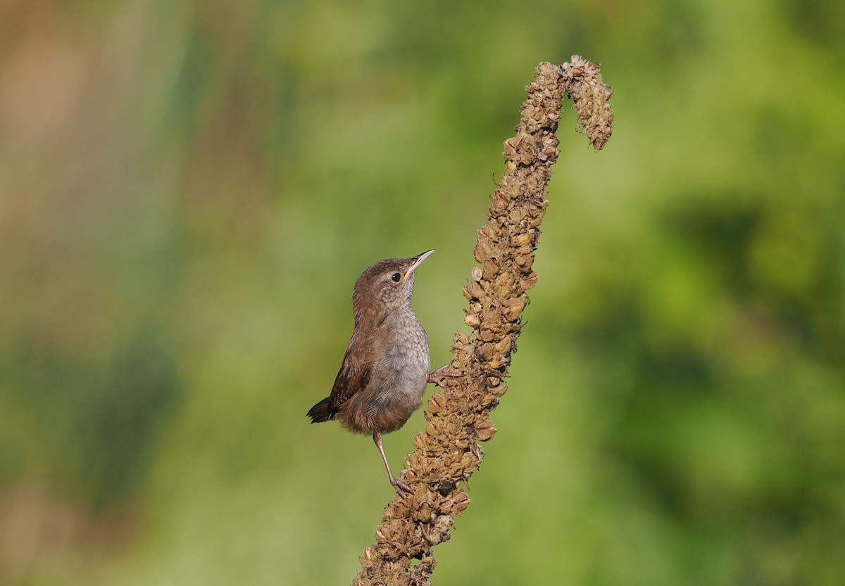 House Wren - Ken Winkler