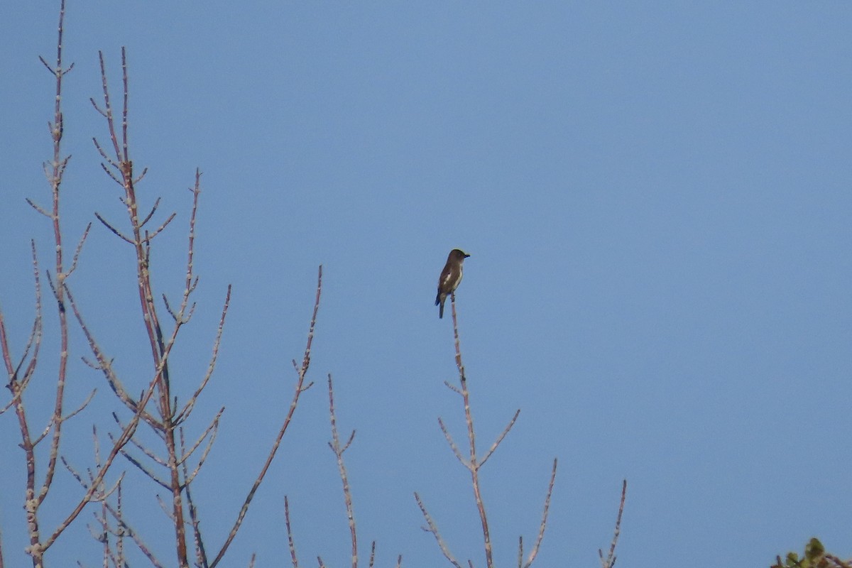 Olive-sided Flycatcher - ML608362060