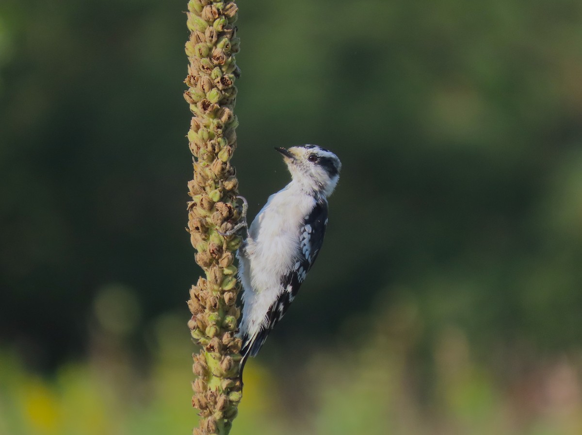 Downy Woodpecker - ML608362116