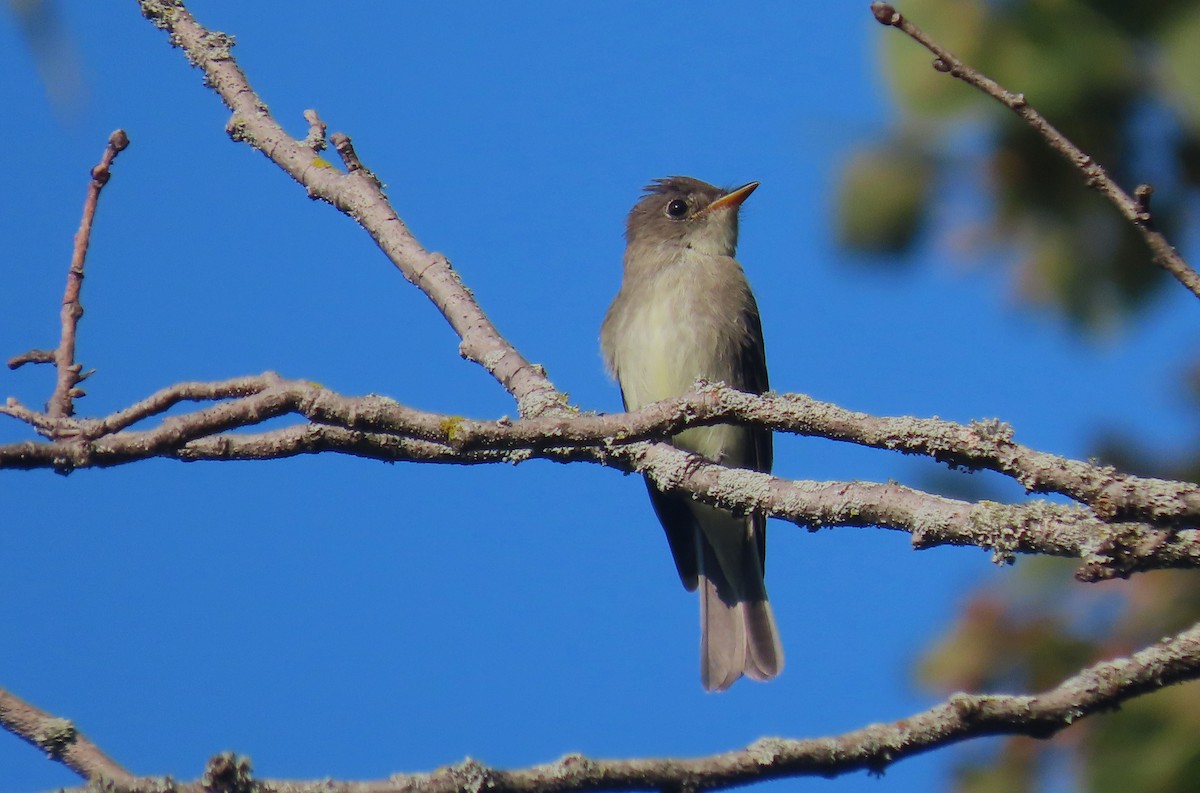 Eastern Wood-Pewee - ML608362119