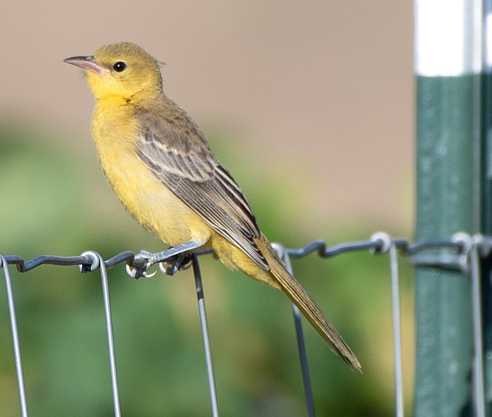 Hooded Oriole - ML608362166