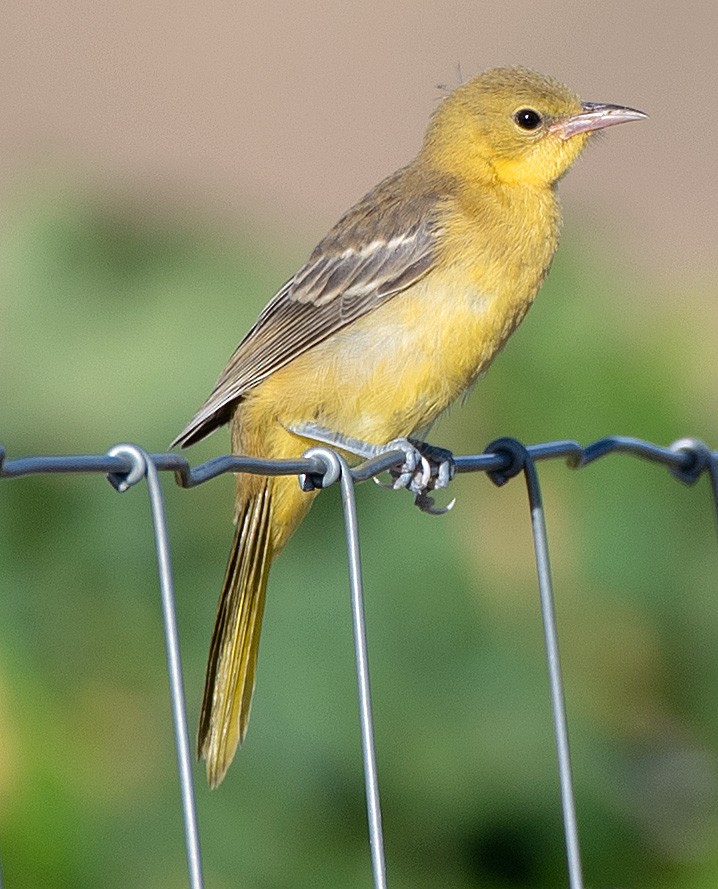 Hooded Oriole - ML608362167