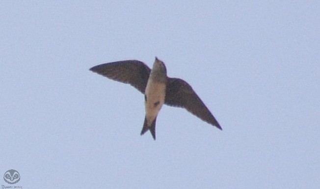 Gray-breasted Martin - ML608362211