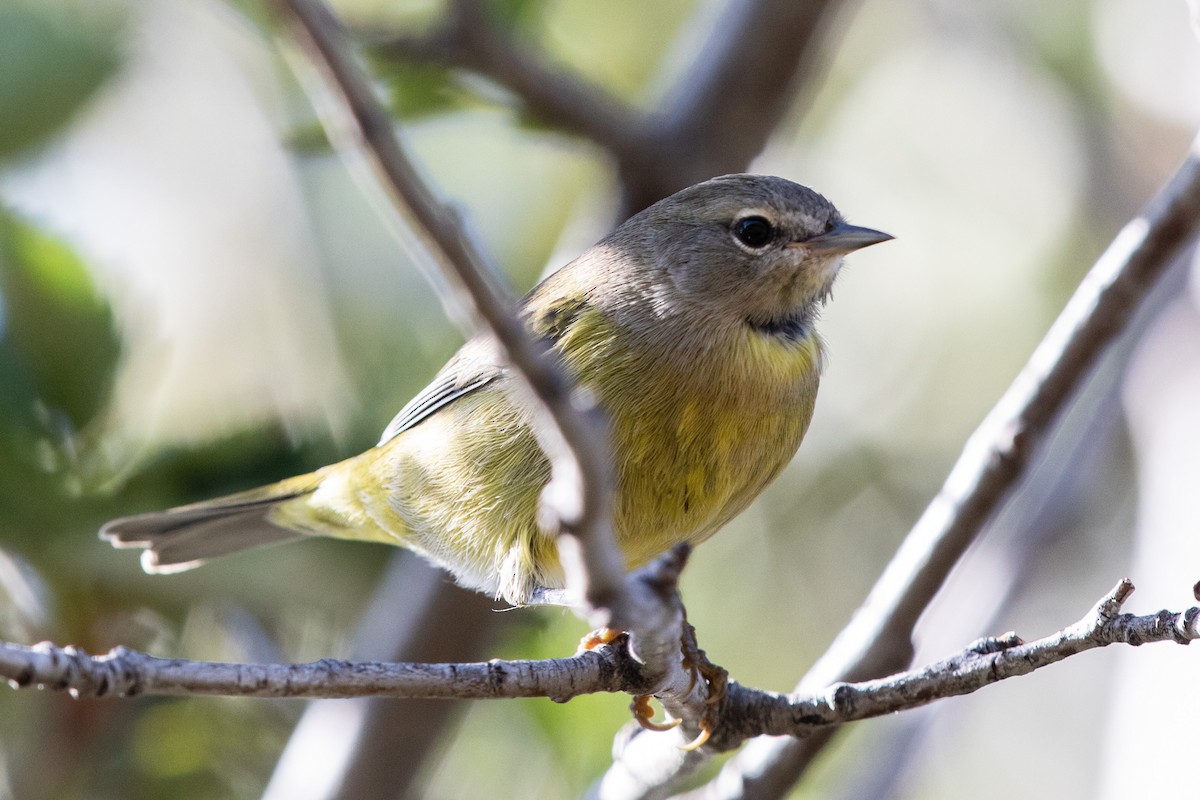 new world warbler sp. - ML608362260