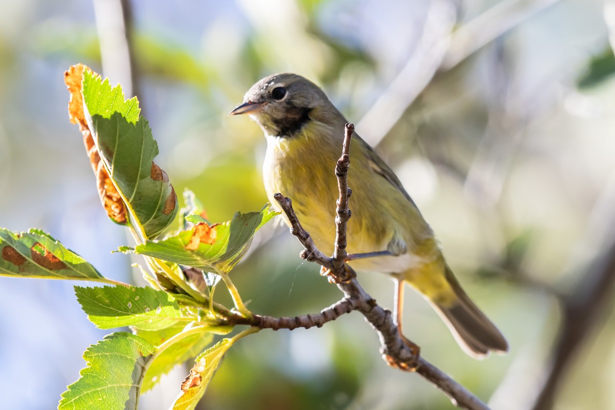 new world warbler sp. - ML608362261