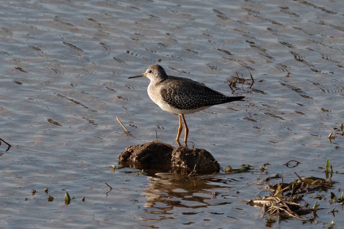 Lesser Yellowlegs - ML608362274