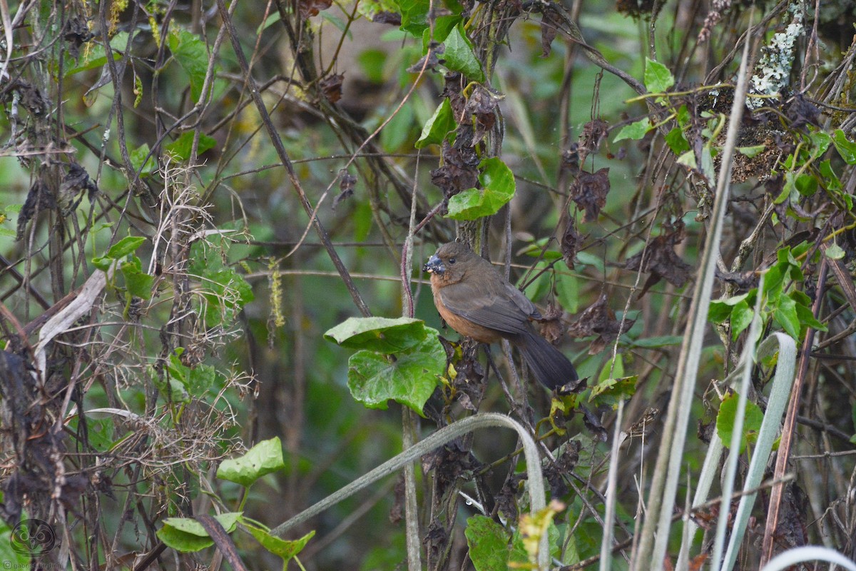 Chestnut-bellied Seed-Finch - ML608362335