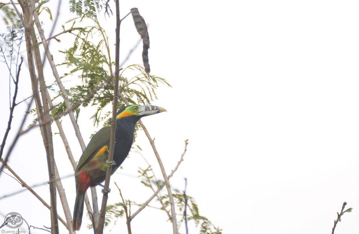 Toucanet à bec tacheté - ML608362438