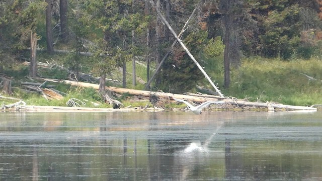 Trumpeter Swan - ML608362478