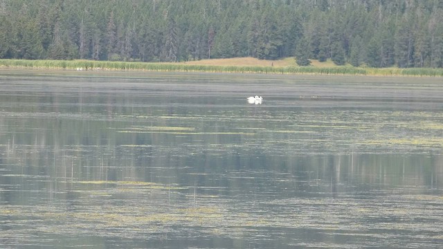 Trumpeter Swan - ML608362481