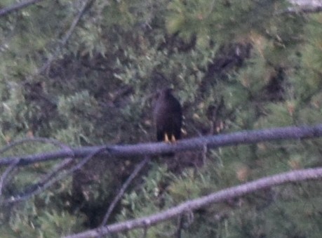 Common Black Hawk - ML608362520