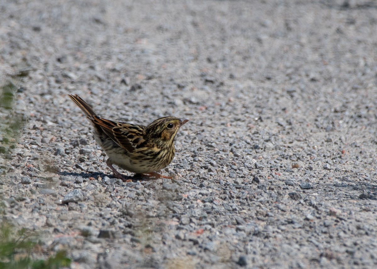 Savannah Sparrow - ML608362545