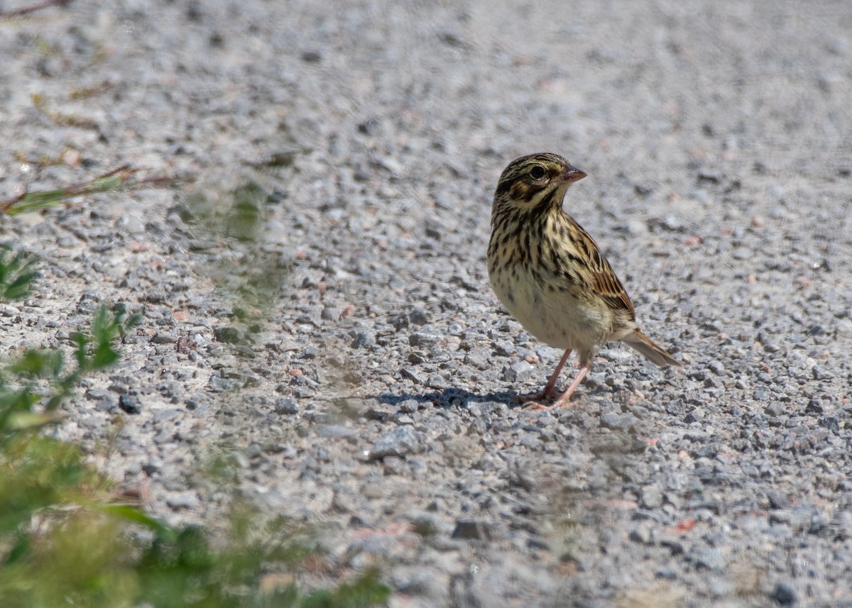 Savannah Sparrow - ML608362546