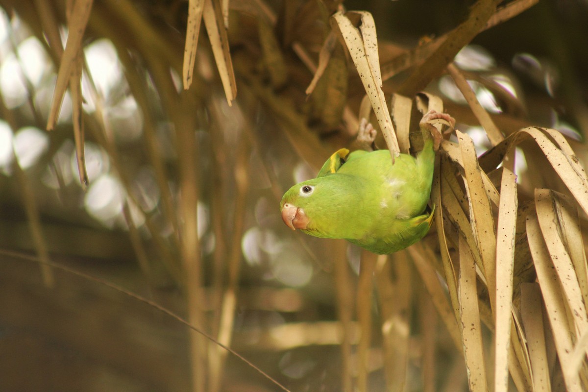 Yellow-chevroned Parakeet - Guillermo Andreo