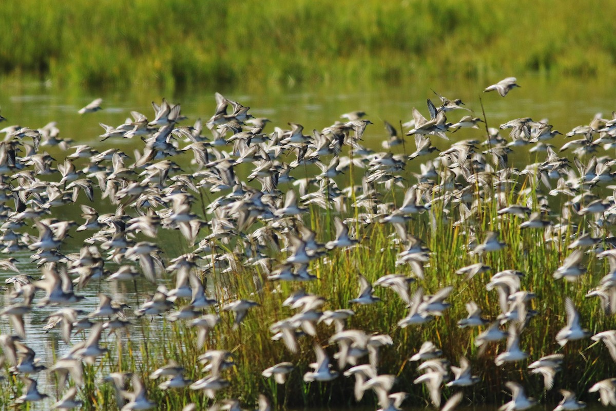Semipalmated Sandpiper - ML608362577