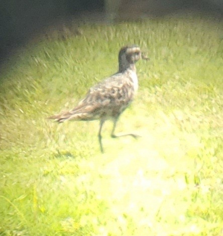 American Golden-Plover - ML608362580